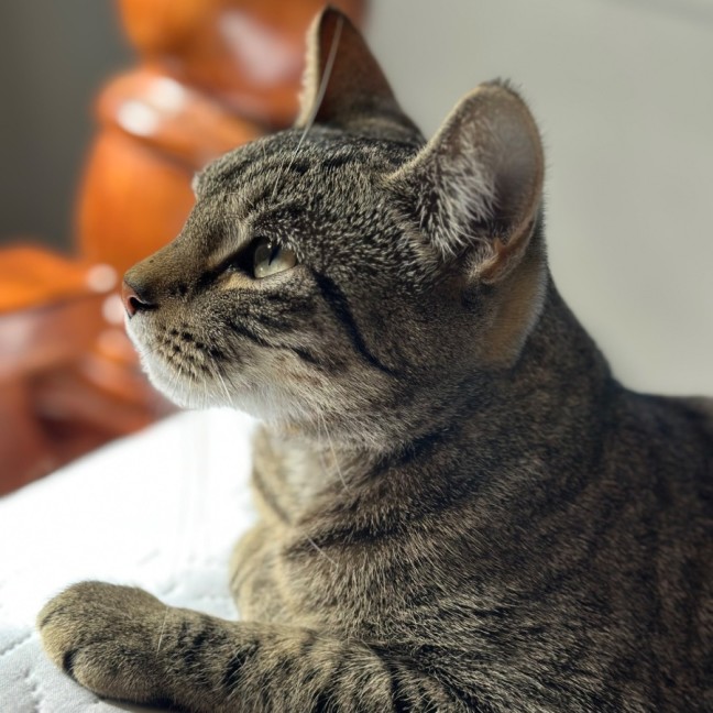 Photo of Willow 