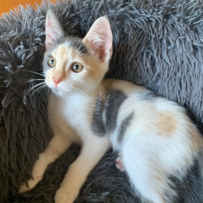 Photo of Chanel ❤️🎁❤️😽