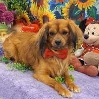 Photo of Max