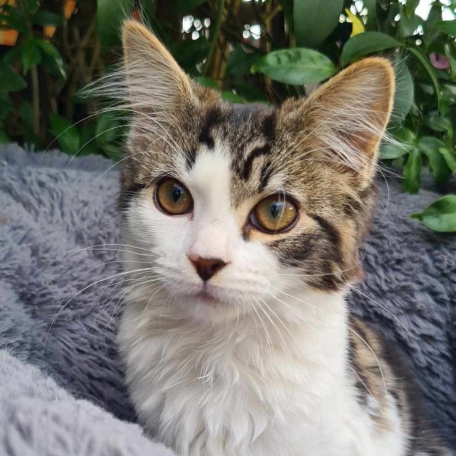 Photo of Tilly
