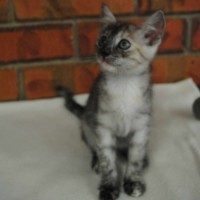 Photo of Nani