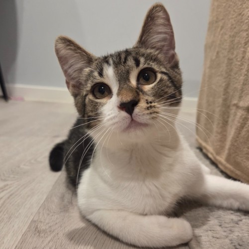 Willy 🧡 - Domestic Short Hair (DSH) Cat