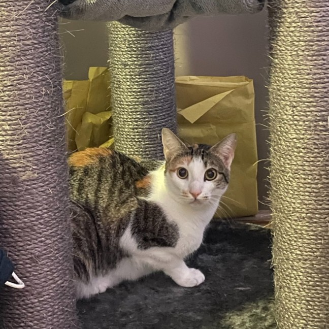 Photo of Missy