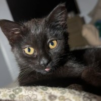 Photo of Nyx