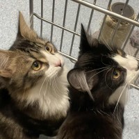 Photo of Marv   Located In Kew