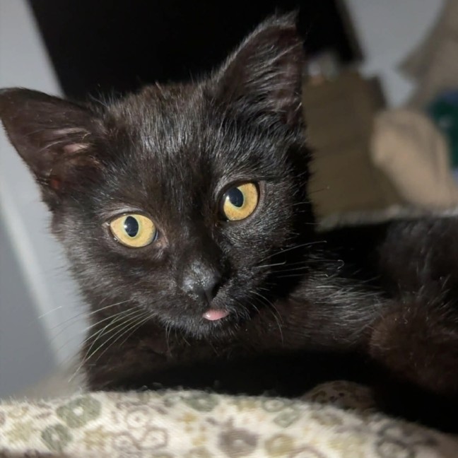 Photo of Nyx
