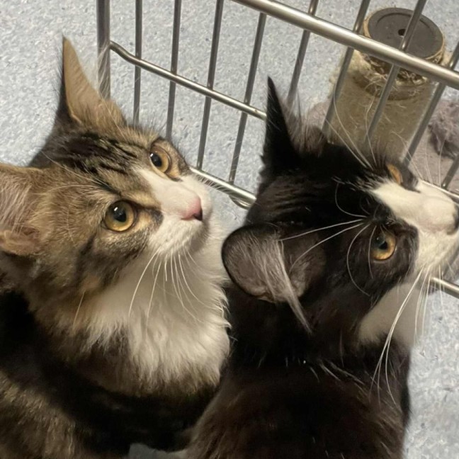 Photo of Marv   Located In Kew