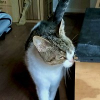 Photo of Willow