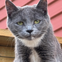 Photo of Kooka 
