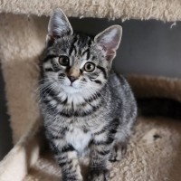 Photo of Ruby ^^Dandy Cat Rescue^^