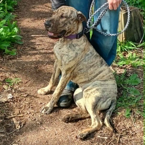 Zari - Shar Pei x Bull Arab Dog
