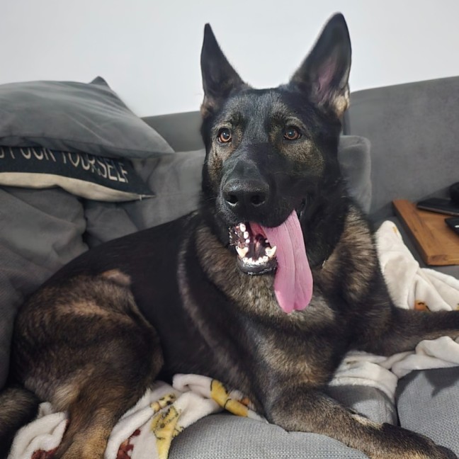 Photo of Lexi (67778)