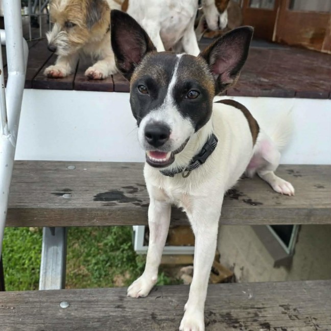 Photo of Milo