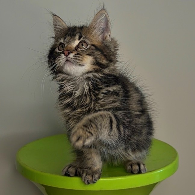 Photo of Indo