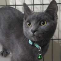 Photo of Cooper