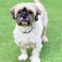 Photo of Koko