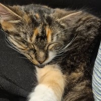 Photo of Cora *9 Lives Project Rescue*