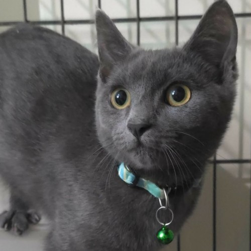 Cooper - Domestic Short Hair (DSH) Cat