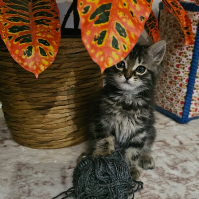 Photo of Jammy Dodger   Meet Me @ Petstock Prahran 15 Feb