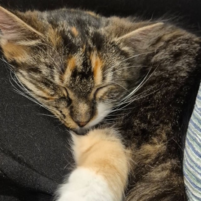 Photo of Cora *9 Lives Project Rescue*