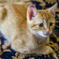 Photo of Sage
