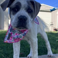 Photo of Blossom