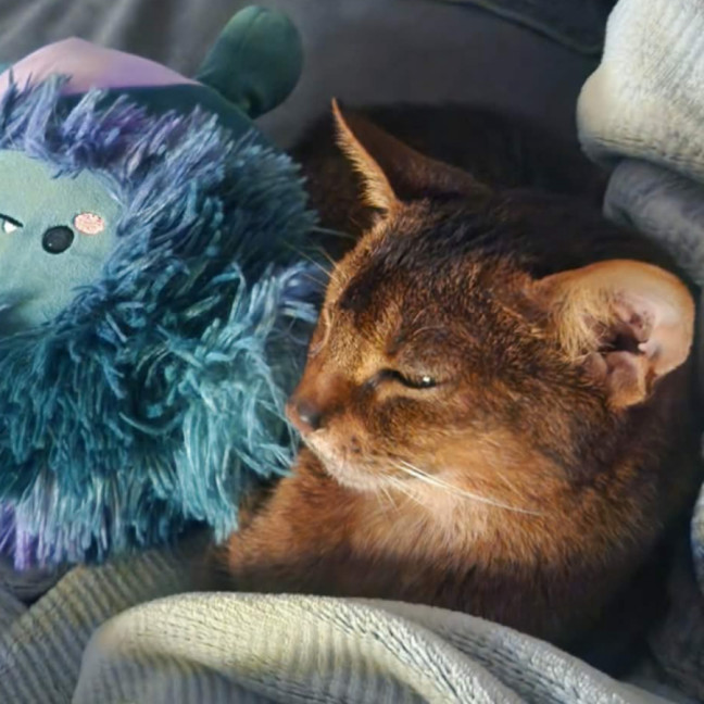 Photo of Holi 🌺🌈⭐️.  Assisted Rehome