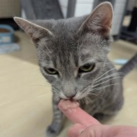 Photo of Whisper