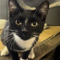 Photo of Bandit