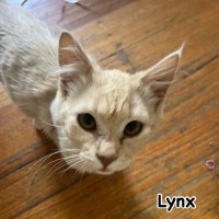 Photo of Lynx 