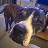 Photo of Julius