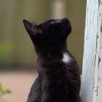 Photo of Knightly 