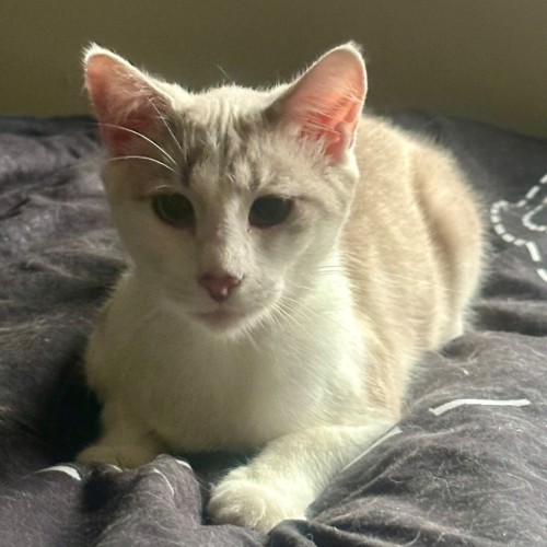 Ophelia - Snowshoe Cat