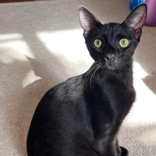 Photo of Jax