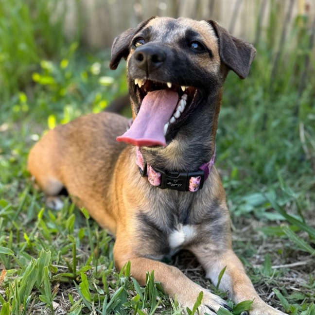 Photo of Bear