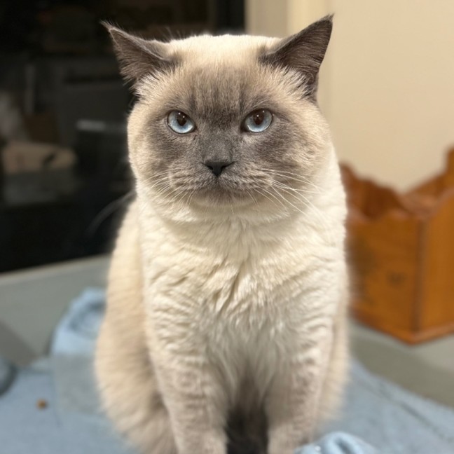Photo of Mufusa 