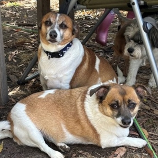 Photo of Bella & Rocky 