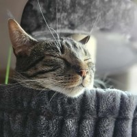 Photo of Tabitha *9 Lives Project Rescue*