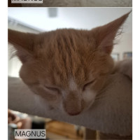 Photo of Magnus