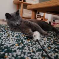 Photo of Taro