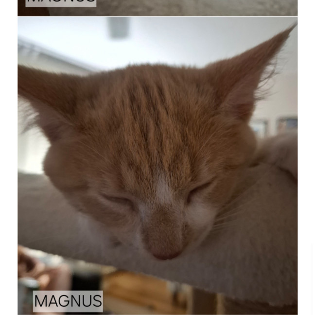 Photo of Magnus