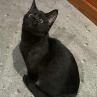 Photo of Violet