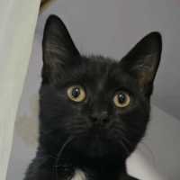 Photo of Knightly 