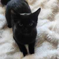 Photo of Vergil