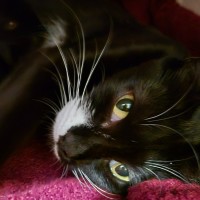 Photo of Scout