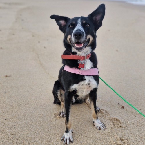 Dr Robbie - Australian Kelpie Dog
