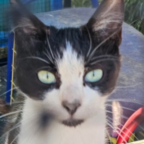 Tim Tam - Domestic Short Hair (DSH) Cat
