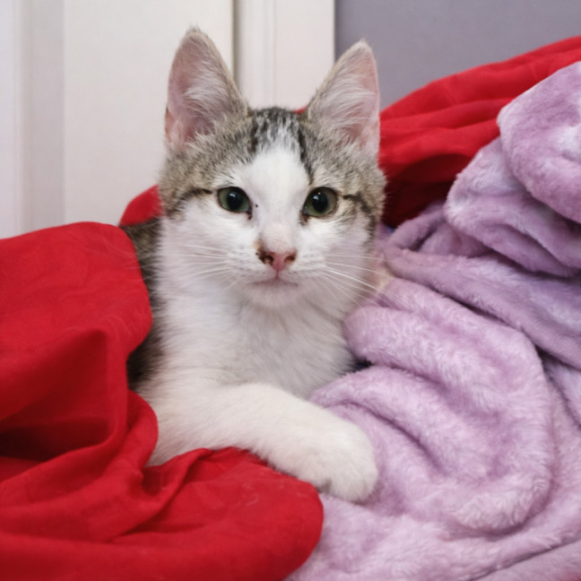 Photo of Madelena *9 Lives Project Rescue*