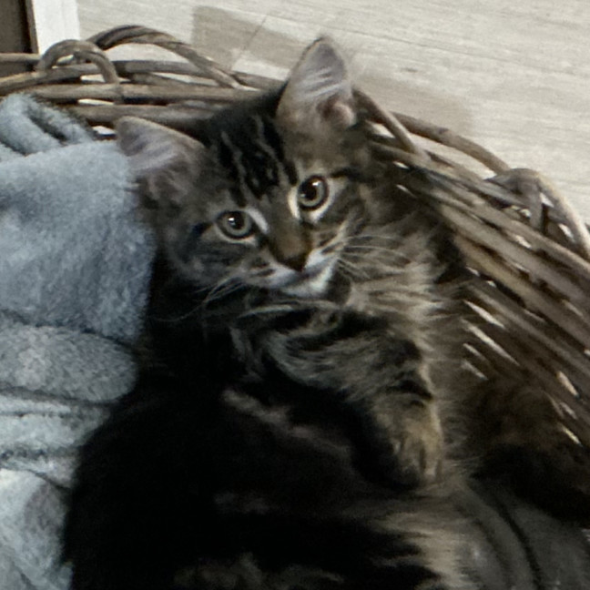 Photo of Cora