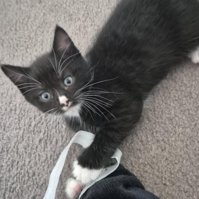 Photo of Socks